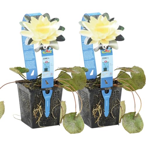 Bloomique - 2er Set - Nymphaea Marliacea Chormat - Gelbe Seerose - Zone 4 - Teichpflanzen Winterhart - Wasserpflanzen - Höhe 20-30 cm - Topf 11 cm Bloomique - 2er Set - Nymphaea Marliacea Chormat - Gelbe Seerose - Zone 4 - Teichpflanzen Winterhart - Wasserpflanzen - Höhe 20-30 cm - Topf 11 cm von Bloomique