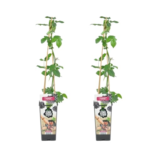 Bloomique - 2er Set - Rubus Fruticosus 'Thornfree' - Brombeeren Pflanzen - Gartenpflanze - Balkon Pflanze - Obstpflanzen Winterhart - ⌀14 cm - Höhe 60-70cm von Bloomique