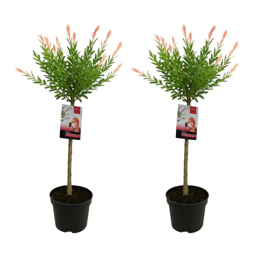 Bloomique – 2er-Set – Salix Integra Flamingo – bunte Weide – Gartenpflanzen – winterhart – 80–100 cm hoch – Topf 19 cm Bloomique – 2er-Set – Salix Integra Flamingo – bunte Weide – Gartenpflanzen – winterhart – 80–100 cm hoch – Topf 19 cm von Bloomique