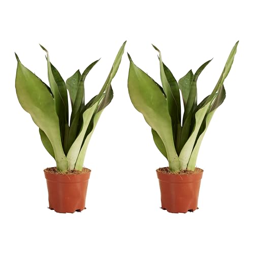 Bloomique - 2er Set - Sansevieria Moonshine - Schwiegermutter Zunge - Zimmerpflanzen - Luftreiniger - sehr pflegeleicht - 30-40cm hoch - 12cm Topf von Bloomique