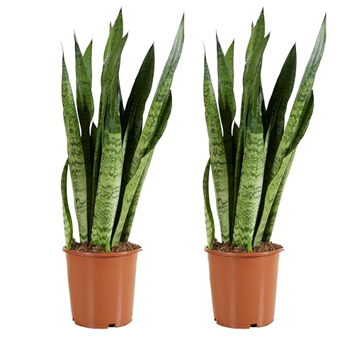 Bloomique - 2er Set - Sansevieria Zeylanica - Bogenhanf - Sukkulenten - Zimmerpflanzen - Sehr Pflegeleicht - Höhe 80-100 cm - Topf 21 cm von Bloomique