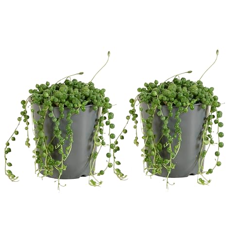 Bloomique - 2er Set - Senecio Rowleyanus - Erbsenpflanze - Sukkulenten - Hängepflanze - Zimmerpflanzen - Sehr Pflegeleicht - 10-15 cm hoch - Topf 12 cm von Bloomique