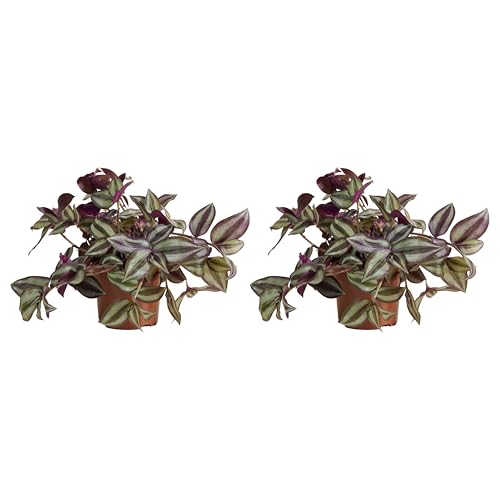 Bloomique - 2er Set - Tradescantia Violet Hill - Vaterpflanze - Zimmerpflanzen - Hängepflanze - luftreinigend - pflegeleicht - 10-20 cm hoch - Topf 12 cm Bloomique - 2er Set - Tradescantia Violet Hill - Vaterpflanze - Zimmerpflanzen - Hängepflanze - luftreinigend - pflegeleicht - 10-20 cm hoch - Topf 12 cm von Bloomique