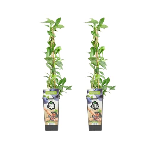 Bloomique - 2er Set - Vaccinium Corymbosum 'Goldtraube' - Heidelbeeren Pflanzen - Gartenpflanze - Balkon Pflanze - Obstpflanzen Winterhart - ⌀14 cm - Höhe 60-70cm von Bloomique