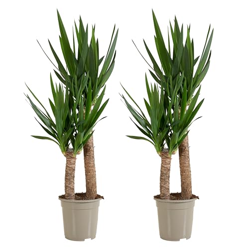Bloomique - 2er Set - Yucca Elephantipes - Yucca Palme - Palmlilie - Zimmerpflanzen - Pflegeleicht - Luftreinigend - Höhe 80-100 cm - Topf 21 cm Bloomique - 2er Set - Yucca Elephantipes - Yucca Palme - Palmlilie - Zimmerpflanzen - Pflegeleicht - Luftreinigend - Höhe 80-100 cm - Topf 21 cm von Bloomique