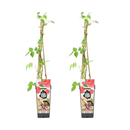 Bloomique - 2x Rubus Idaeus 'Héritage' - Himbeerpflanze - Obstpflanzen - Gartenpflanzen - Winterhart - ⌀14 cm - Höhe 60-70 cm von Bloomique
