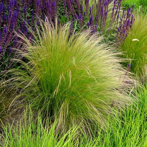 Bloomique - 3er Set - Stipa Tenuissima Pferdeschwänze - Federgras - Ziergras - Gartenpflanzen - Winterhart - Höhe 10-20cm - Topf 9x9cm von Bloomique