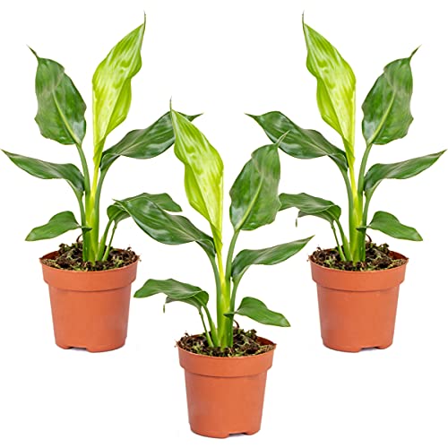 Bloomique - 3er Set - Strelitzia Reginae - Paradiesvogelpflanze - Paradiesvogelblume - Zimmerpflanzen - Luftreinigend - Pflegeleicht - Höhe 30-40 cm - Topf 12 cm von Bloomique
