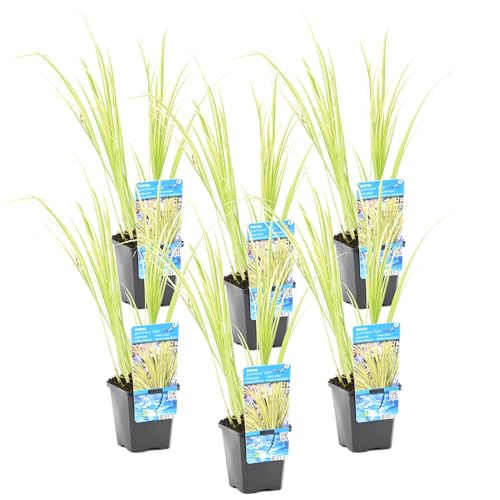 Bloomique - 6er Set - Acorus Ogon - Zwergkalamus - Teichpflanzen Winterhart - Wasserpflanzen - Zone 1-2 - Höhe 10-20 cm - Topf 9 cm von Bloomique