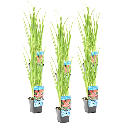 Bloomique - 6er Set - Schizostylis Mrs Hegarty - Spaltgriffel - Rosa - Teichpflanzen Winterhart - Wasserpflanzen - Zone 1-2 - Höhe 30-40 cm - Topf 9 cm Bloomique - 6er Set - Schizostylis Mrs Hegarty - Spaltgriffel - Rosa - Teichpflanzen Winterhart - Wasserpflanzen - Zone 1-2 - Höhe 30-40 cm - Topf 9 cm von Bloomique