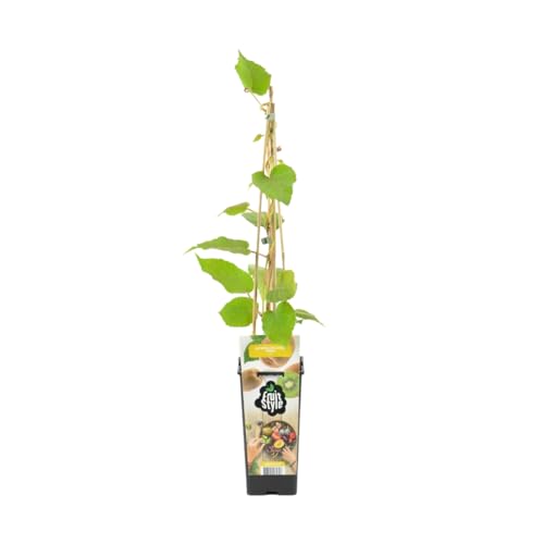 Bloomique - Actinidia Deliciosa 'Jenny' - Kiwipflanze - Obstpflanzen - Gartenpflanzen - Winterhart - ⌀14 cm - Höhe 60-70 cm von Bloomique