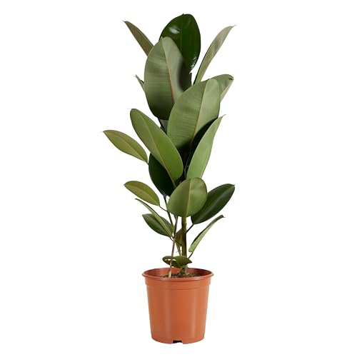 Bloomique - Ficus Elastica Robusta - Gummibaum - Zimmerpflanzen Groß - Luftreinigend - Pflegeleicht - Höhe 80-100 cm - Topf 21 cm von Bloomique