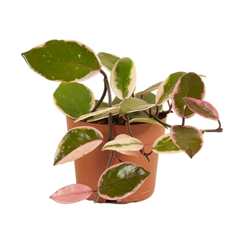 Bloomique - Hoya Flamingo - Wachsblume - Hängepflanze - Zimmerpflanzen - Pflegeleicht - 15-20 cm hoch - Topf 12 cm von Bloomique