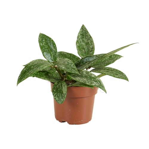 Bloomique - Hoya Rangsan - Wachsblume - Hängepflanze - Zimmerpflanzen - Pflegeleicht - 15-20 cm hoch - Topf 12 cm Bloomique - Hoya Rangsan - Wachsblume - Hängepflanze - Zimmerpflanzen - Pflegeleicht - 15-20 cm hoch - Topf 12 cm von Bloomique