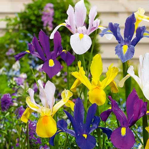 Bloomique - Mischung aus 50 - Iris Hollandica - Holländische Schwertlilie - Farbmischung - Blumenzwiebeln - Frühlingsblüte - Mehrjährige Pflanzen - Wird bis zu 50-60 cm groß von Bloomique