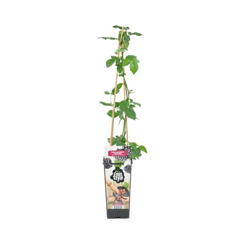Bloomique - Rubus Fruticosus 'Thornfree' - Brombeerstrauch - Obstpflanzen - Gartenpflanzen - Winterhart - ⌀14 cm - Höhe 60-70 cm von Bloomique