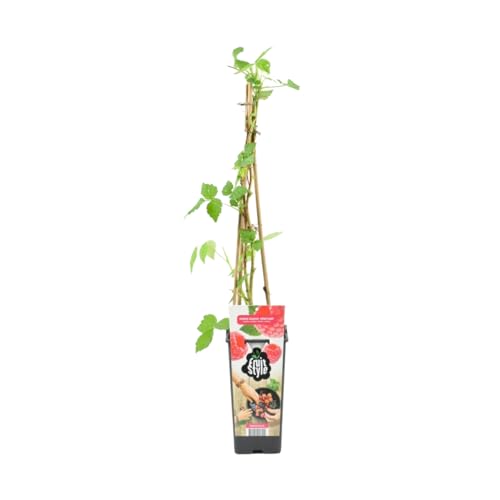 Bloomique - Rubus Idaeus 'Héritage' - Himbeerpflanze - Obstpflanzen - Gartenpflanzen - Winterhart - ⌀14 cm - Höhe 60-70 cm von Bloomique