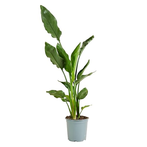 Bloomique - Strelitzia Reginae - Paradiesvogelpflanze - Paradiesvogelblume - Zimmerpflanzen - Luftreinigend - Pflegeleicht - Höhe 60-80 cm - Topf 19 cm Bloomique - Strelitzia Reginae - Paradiesvogelpflanze - Paradiesvogelblume - Zimmerpflanzen - Luftreinigend - Pflegeleicht - Höhe 60-80 cm - Topf 19 cm von Bloomique