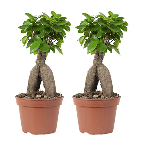 2x Ficus microcarpa 'Ginseng' – Bonsai – Zimmerpflanze – ⌀15 cm - 25-35 cm von Bloomique