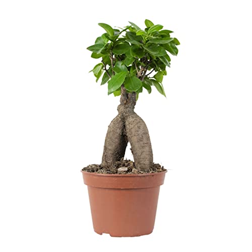 Ficus microcarpa 'Ginseng' – Bonsai – Zimmerpflanze – ⌀15 cm - 25-35 cm von Bloomique