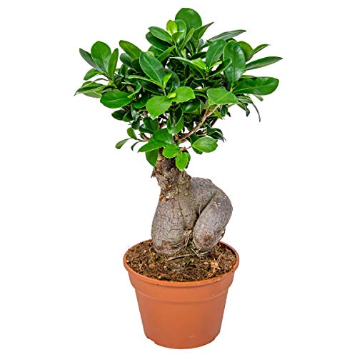 Bonsai-Baum | Ficus 'Ginseng' pro Stück - Zimmerpflanzen im Kinderzimmer Topf cm17 cm - 35 cm von Bloomique