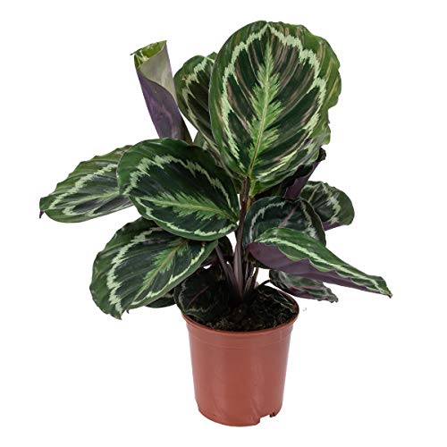 Calathea 'Medaillon' - Pfauenpflanze - Zimmerpflanze - Luftreinigend - ⌀14 cm - 40-45 cm von Bloomique