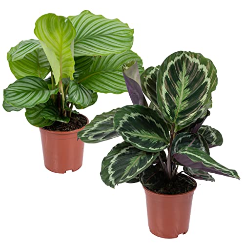 Calathea 'Medaillon' & 'Orbifolia' | Luftreinigende Zimmerpflanzen im Anzuchttopf ⌀14 cm - 40-45 cm von Bloomique