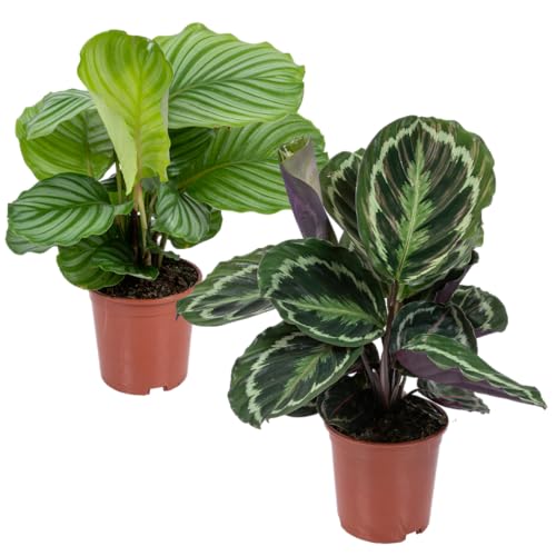 Bloomique - 2er-Set Calathea - Medaillon und Orbifolia - Pfauenpflanze - Zimmerpflanzen - Luftreinigend - Tierfreundlich - 40-50 cm Hoch - Topf 14 cm Bloomique - 2er-Set Calathea - Medaillon und Orbifolia - Pfauenpflanze - Zimmerpflanzen - Luftreinigend - Tierfreundlich - 40-50 cm Hoch - Topf 14 cm von Bloomique