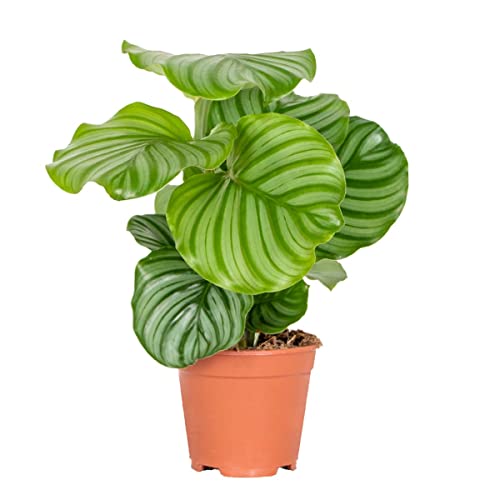 Calathea Orbifolia - Pfauenpflanze - Zimmerpflanze - Luftreinigend - ⌀14 cm - 40-45 cm von Bloomique