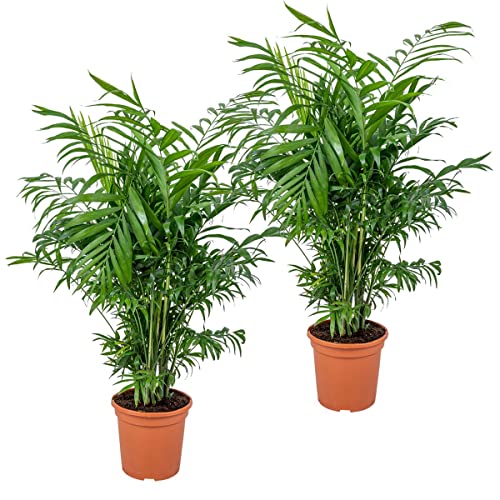 2x Chamaedorea Elegans - Mexikanische Zwergpalme - Zimmerpflanze - Luft reinigend – ⌀17 cm - 50-60 cm von Bloomique