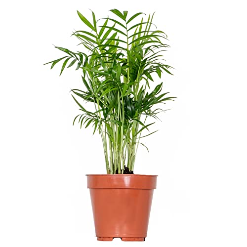 Chamaedorea Elegans – Mexikanische Zwergpalme – Palme – Pflegeleicht – ⌀12 cm – 35-45 cm von Bloomique