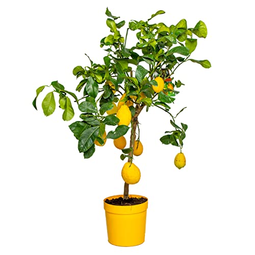 Citrus limon - Zitronenbaum - Obstbaum - Immergrün - ⌀21 cm - 70-80 cm von Bloomique
