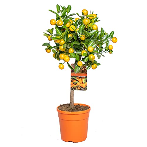 Bloomique - Citrus Calamondin - Zimmerorange - Zitrusbaum - Obstbaum - Gartenpflanzen - 50-70 cm Hoch - Topf 19 cm Bloomique - Citrus Calamondin - Zimmerorange - Zitrusbaum - Obstbaum - Gartenpflanzen - 50-70 cm Hoch - Topf 19 cm von Bloomique