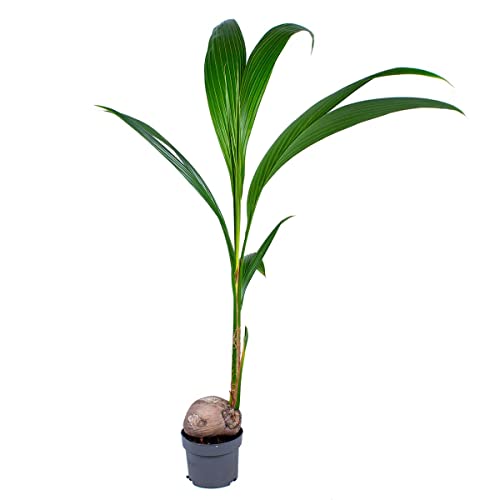 Cocos 'Nucifera' - Kokospalme - Zimmerpflanze - Tropisch - ⌀19 cm - 110-120 cm von Bloomique