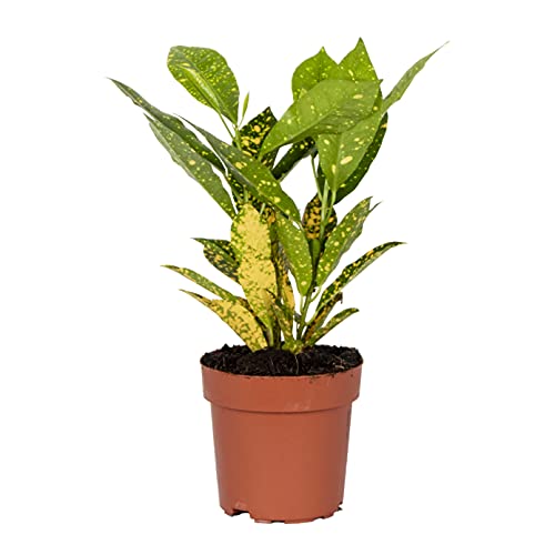 Codiaeum 'Sonniger Stern' | Croton - Kamerplant in Kwekerspot ⌀12 cm - 15-25 cm von Bloomique