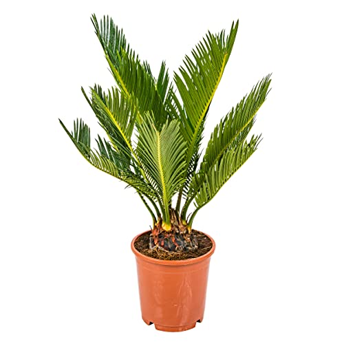 Cycas Revoluta – Friedenspalme – Palme – Pflegeleicht – ⌀12 cm – 30-40 cm von Bloomique