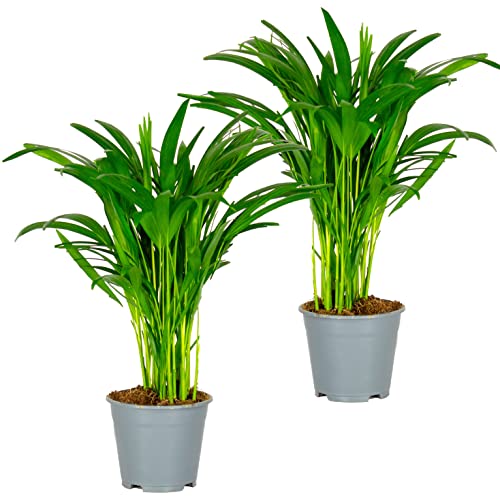 2x Dypsis Lutescens - Goldpalme - Zimmerpflanze - Pflegefreundlich – ⌀14 cm - 40-50 cm von Bloomique