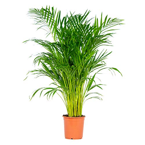 Dypsis Lutescens - Goldpalme - Zimmerpflanze - Pflegefreundlich – ⌀21 cm - 100-110 cm von Bloomique