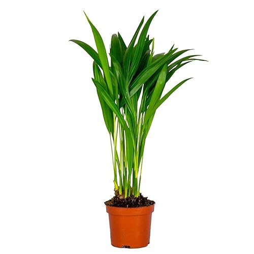 Bloomique - Dypsis Lutescens - Goldfruchtpalme - Areca Palme - Zimmerpflanzen - Pflegeleicht - Haustierfreundlich - Höhe 25-30 cm - Topf 10,5 cm Bloomique - Dypsis Lutescens - Goldfruchtpalme - Areca Palme - Zimmerpflanzen - Pflegeleicht - Haustierfreundlich - Höhe 25-30 cm - Topf 10,5 cm von Bloomique