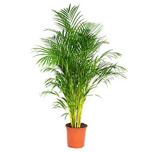 Dypsis Lutescens - Goldpalme - Zimmerpflanze - Pflegefreundlich – ⌀24 cm - 140-150 cm von Bloomique