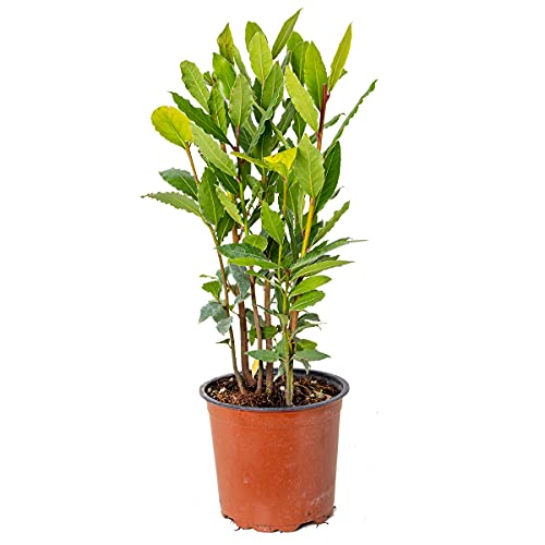 Laurus Nobilis - Küchenlorbeer - Strauch - Immergrün – ⌀15 cm - 30-45 cm von Bloomique