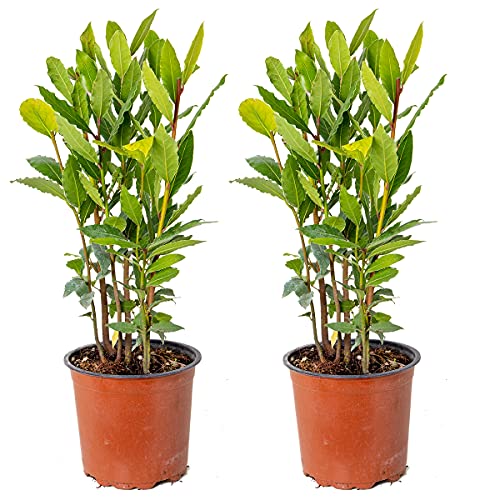 2x Laurus Nobilis - Küchenlorbeer - Strauch - Immergrün – ⌀15 cm - 30-45 cm von Bloomique