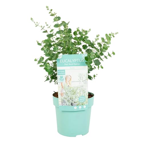 Bloomique - Eukalyptus Gunii Azura - Eukalyptus Pflanze - Winterharte Balkonpflanzen - Gartenpflanzen Winterhart - Höhe 25-45 cm - Topf 15 cm von Bloomique