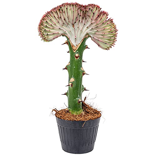 Euphorbia Lactea 'Cristata' | Stängelkaktus - Zimmerpflanze im Kinderzimmertopf cm11 cm - 30 cm von Bloomique