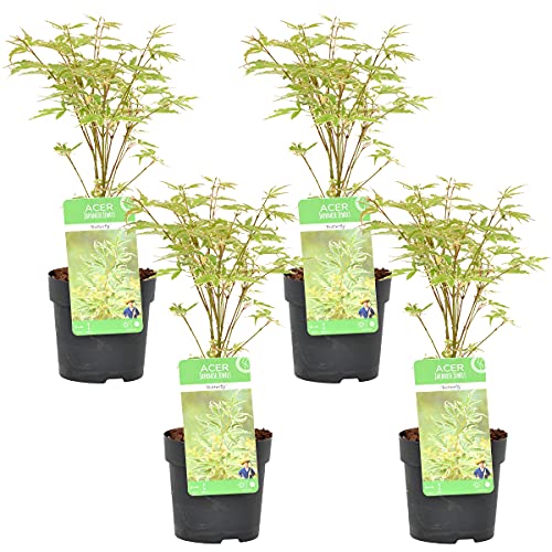 Bloomique - Acer Butterfly - 4 Stücke - Winterharte Pflanzen - Japanischer Ahorn - Baum - Gartenpflanzen Winterhart - Topf 10,5 cm - Lieferhöhe 30 cm von Bloomique