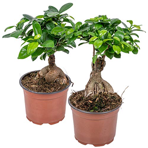 Ficus 'Ginseng' | Bonsai-Baum pro 2 Stück - Zimmerpflanzen im Anzuchttopf ⌀12 cm - 35 cm von Bloomique