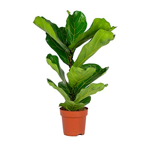 Ficus Lyrata 'Kind' | Geigenblattpflanze pro Stück - Zimmerpflanze im Kindergartentopf cm17 cm - 50-60 cm von Bloomique