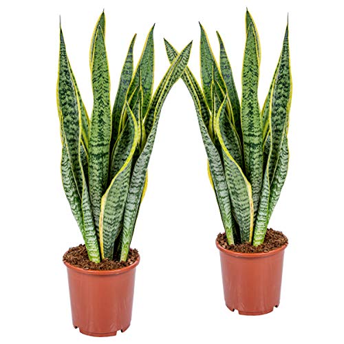 Bloomique - 2er Set - Sansevieria Laurentii - Bogenhanf - Sukkulenten - Zimmerpflanzen - Sehr Pflegeleicht - Höhe 60-70 cm - Topf 17 cm von Bloomique