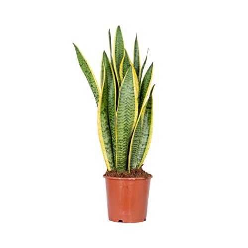 Sansevieria 'Laurentii' XL – Frauenzunge – Sukkulente – Pflegeleicht – ⌀17cm – 55-65cm von Bloomique