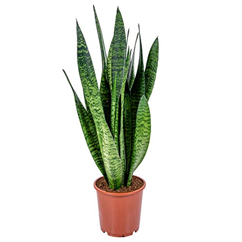 Frauenzunge | Sansevieria XL 'Zeylanica' pro Stück - Zimmerpflanze im Kinderzimmertopf cm17 cm - 50-60 cm von Bloomique